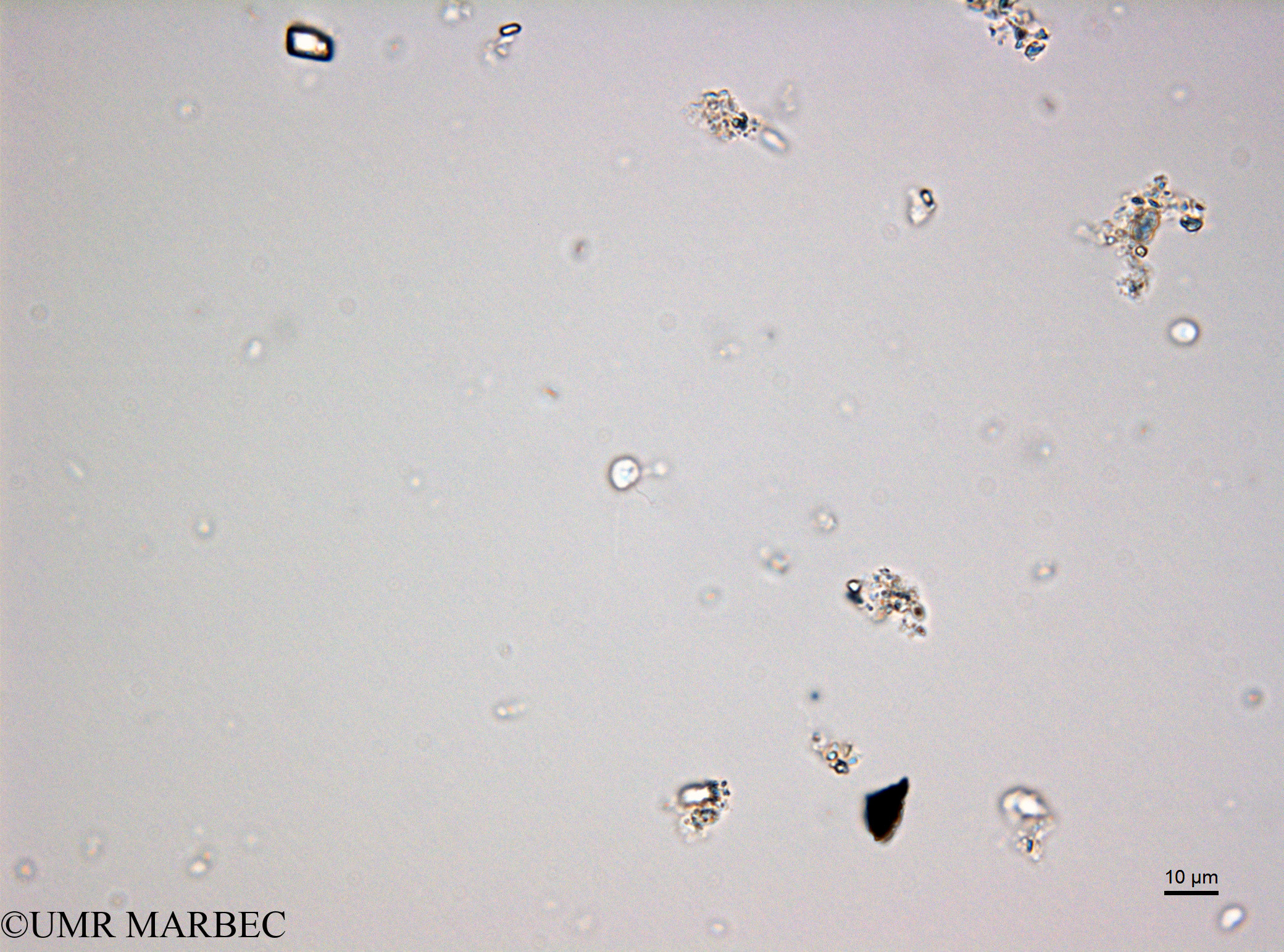 phyto/Bizerte/bizerte_lagoon/RISCO February 2015/Nanoflagellé 16 (ancien Lagune_T5_CW1_Flag_inf10160203_003_ovl-7).tif(copy).jpg